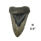 Meg Teeth