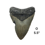 Meg Teeth