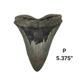 Meg Teeth