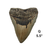 Meg Teeth