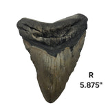 Meg Teeth