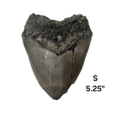 Meg Teeth