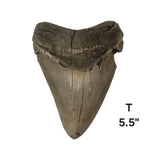 Meg Teeth