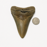 Meg Teeth