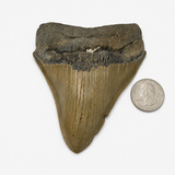 Meg Teeth
