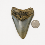 Meg Teeth