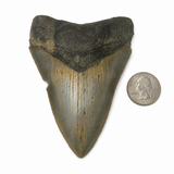 Meg Teeth