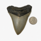 Meg Teeth
