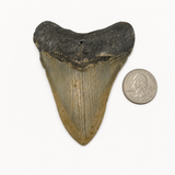 Meg Teeth