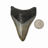 Meg Teeth